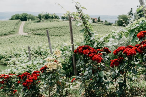 zelena-prica-slavonija-4