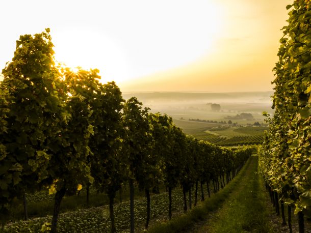 vinogradi oko beca sorte vina u austriji