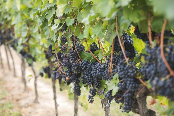 klima-frankovka-feravino-4