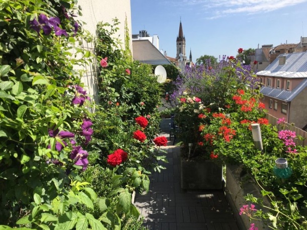 Najljepša bečka terasa 2019. © Wohnservice Wien - Ludwig Schedl-3