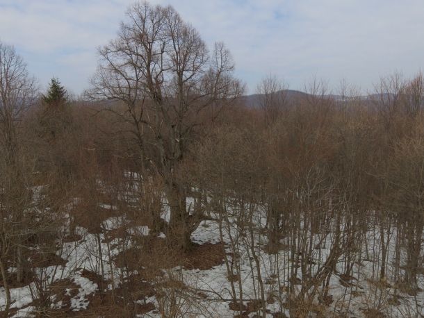 lipa-dron-sobatovici