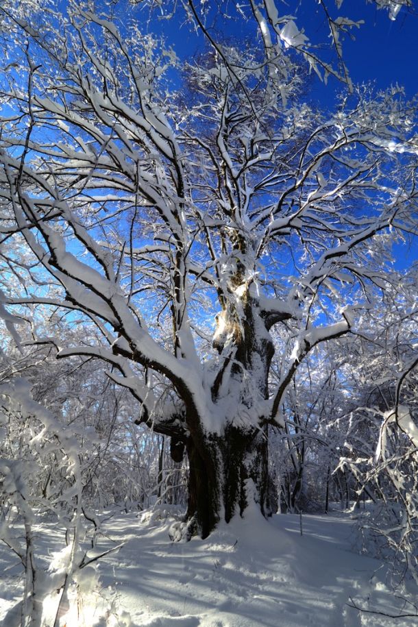 lipa-sobatovici-zima