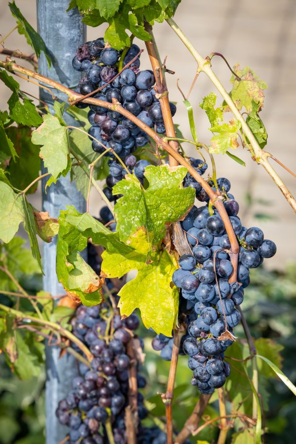 esplanade-zagreb-hotel-berba-oleander-8