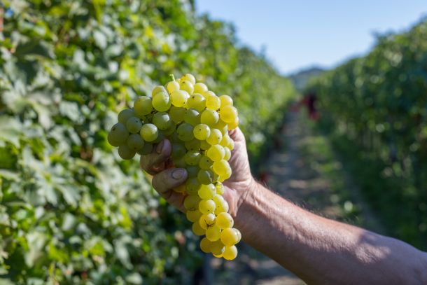 kabola-winery-autumn-1