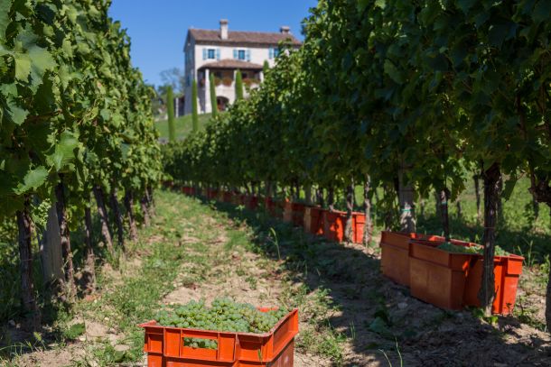 kabola-winery-autumn-2