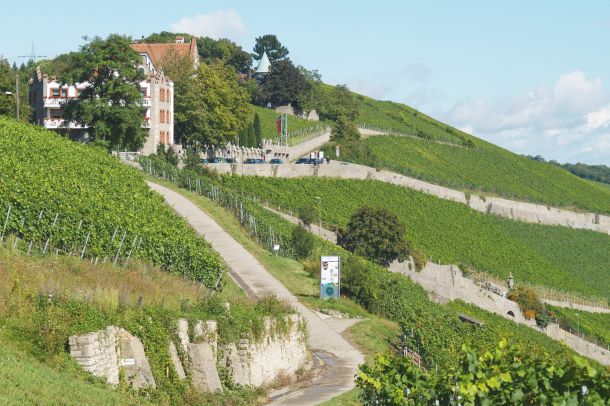 vinarija Würzburger Stein