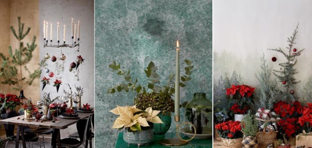 Inspiracija za blagdansko dekoriranje s božićnim zvijezdama u prirodnom stilu
