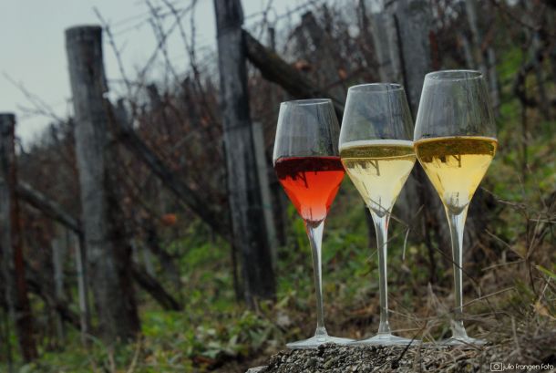 ocjenjivanje-pjenusaca-vinske-zvijezde-2