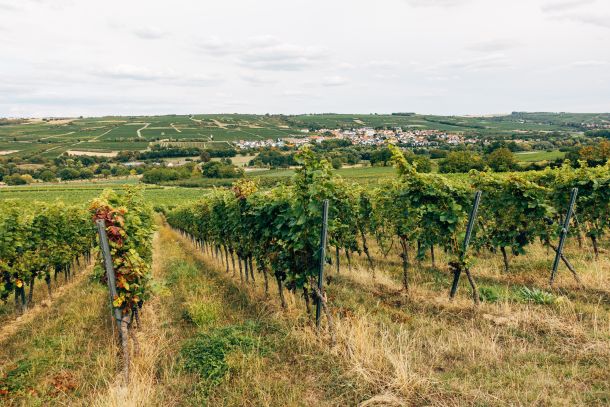 vinograd-vincekovo-1