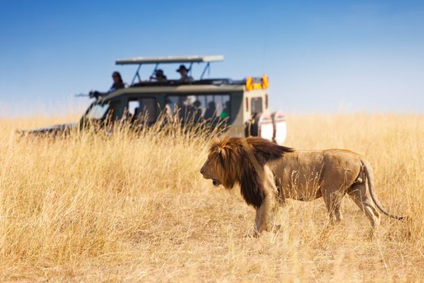 safari tanzanija afrika