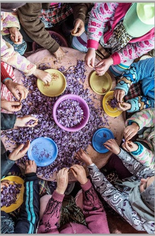 biljke esencije za puder