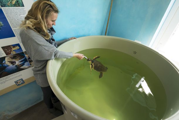 plavi-svijet-kornjace-1