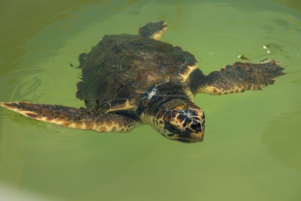 plavi-svijet-kornjace-2