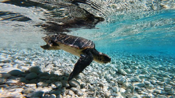 plavi-svijet-kornjace-5