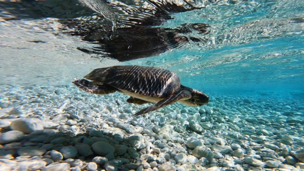 plavi-svijet-kornjace-6