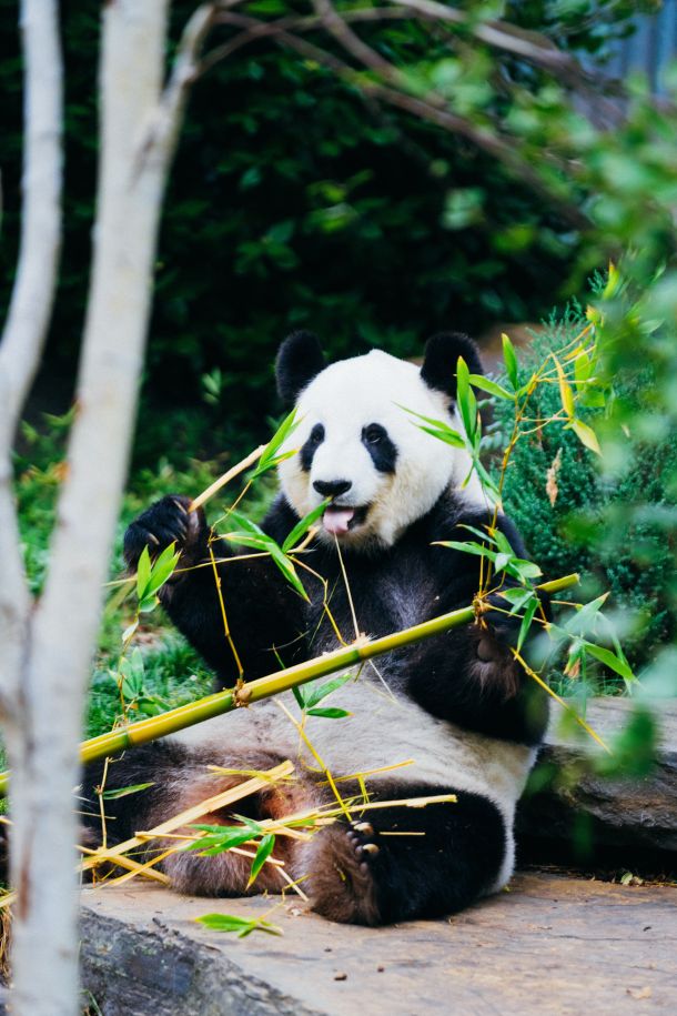 medvjed panda