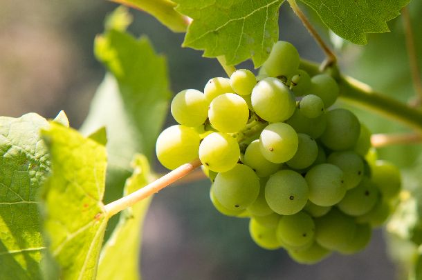 ides-pijes-slavonija-07