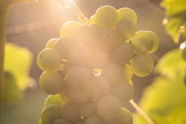 ides-pijes-slavonija-08