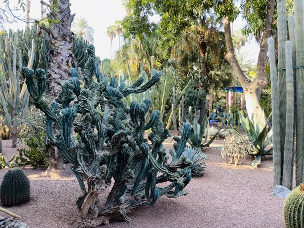 kaktus vrt majorelle