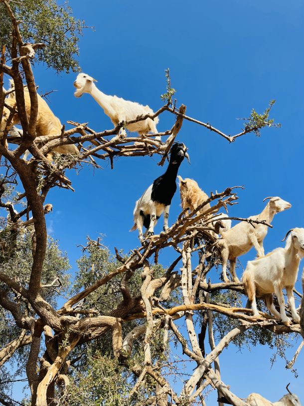 marokoletece  koze na drvetu argana
