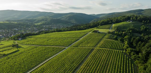 Vinogradarski položaji vinarije KUTJEVO - idealni za proizvodnju vrhunskih i premium vina-1