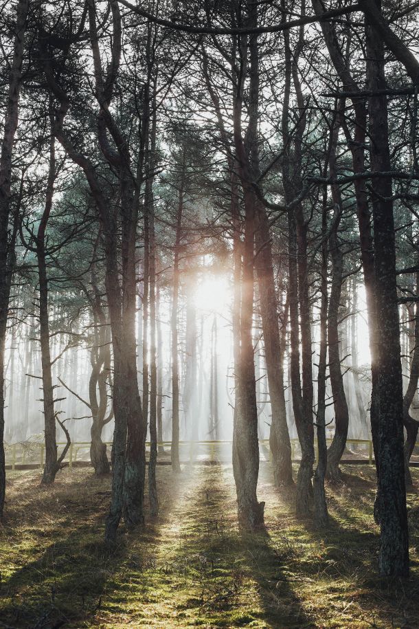 misteriozna šuma rusije plesući borovi
