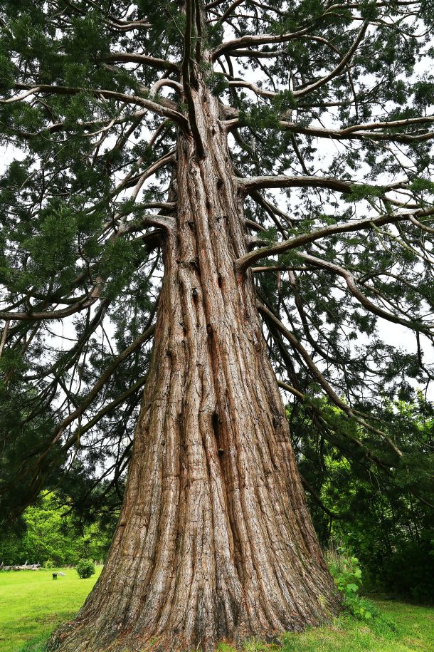 najvise drvo na svijetu Hyperion