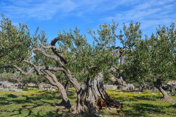 masline-nocnjak-brac-1