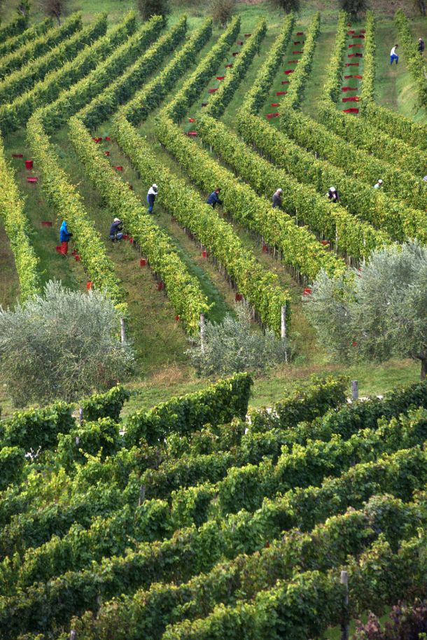 vinograd vina kozlovic