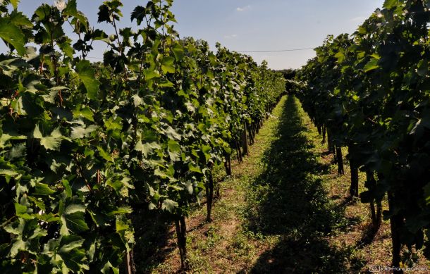 Brzica vinograd