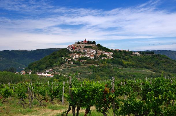 vinograd Istra Motovun