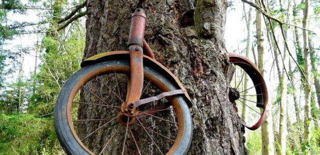 Tajna bicikla – stablo je progutalo bicikl u državi Washington