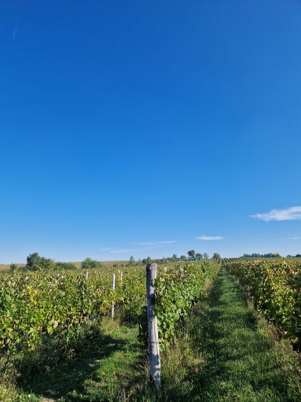 vinograd popovaca vinarija miklauzic