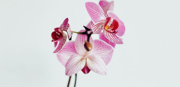 orhideja orhideje u domu