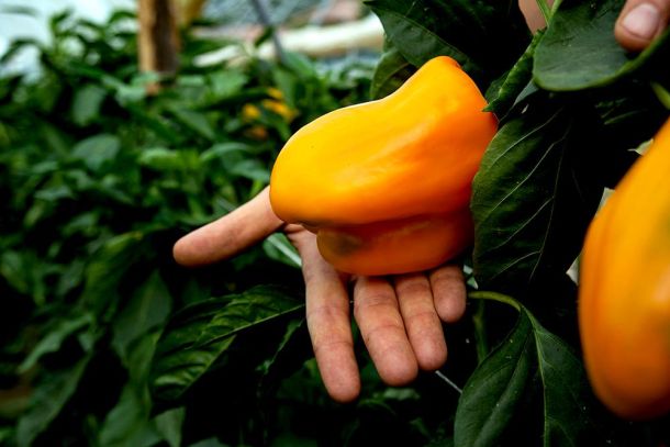 izlouba-marco-comuna-2