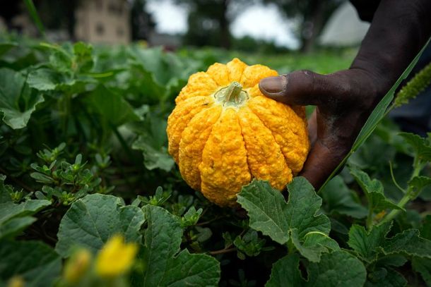 izlouba-marco-comuna-3