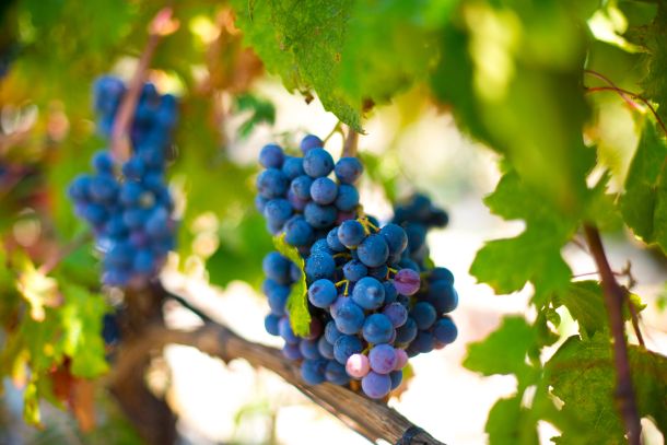 vinograd-volarevic-nagrada-2