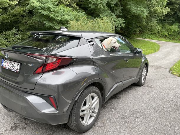 pirinejski planinski ovcar chloe toyota chr