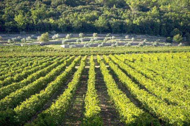 provansa francuski vinogradi