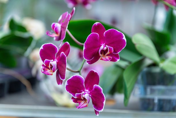 16-orhideje