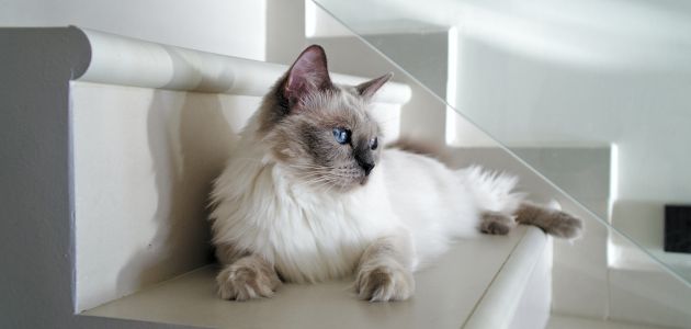 Dođite na WFC Svjetski izbor za najljepšu mačku