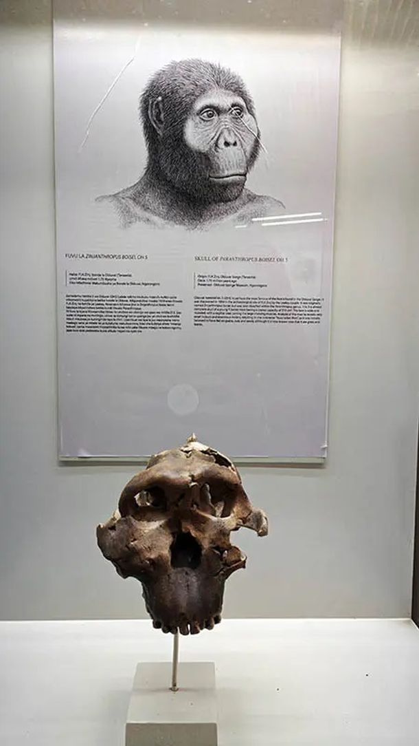 fosili hominida lucy tanzanija