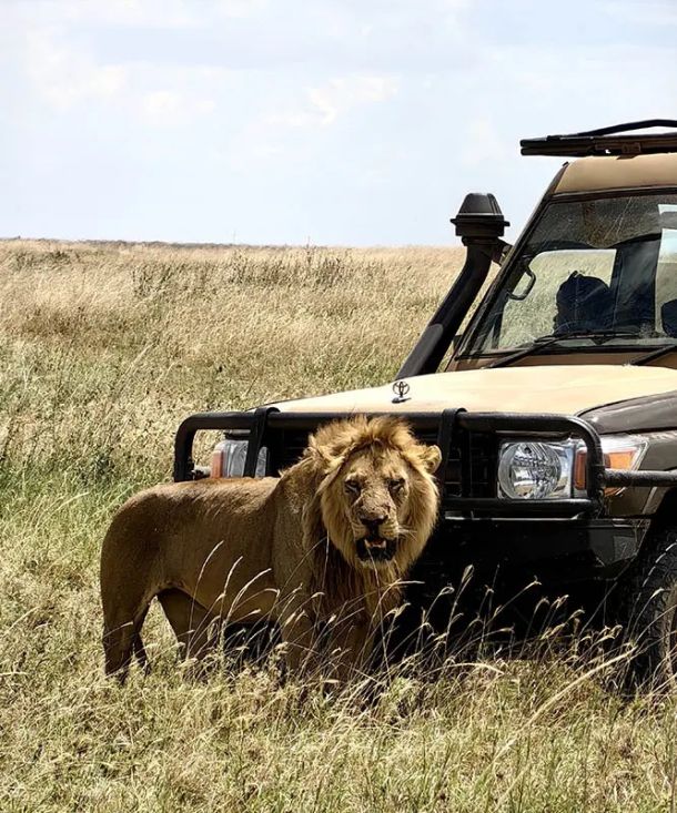 lav safari tanzanija