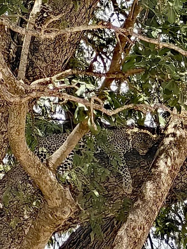 leopard u krosnji safari tanzanija
