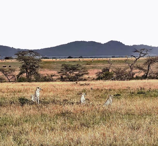 lepardi gepardi safari tanzanija