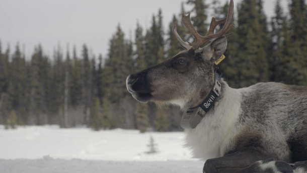 serija-divlji-koridor