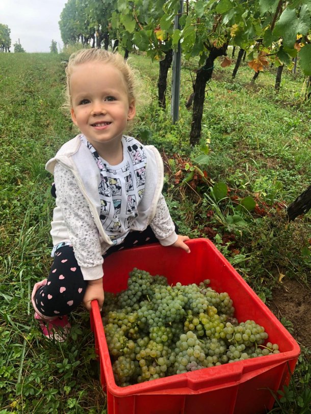 bregovita-hrvatska-vinarije-5