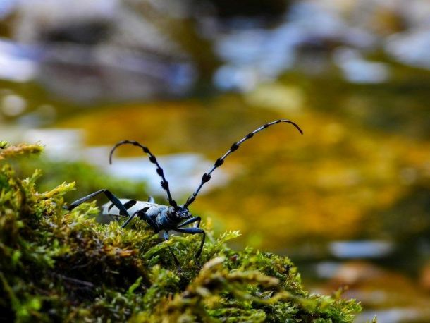 izlozba fotografija NP risnjak Planinarsko društvo Napredak