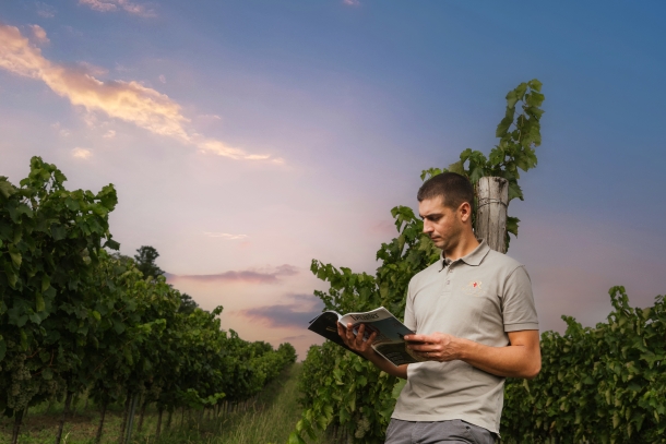 templaramalvazija-istra-3