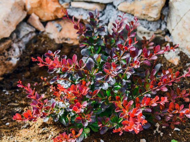 Fjori fôra garden vrt hvar izlet